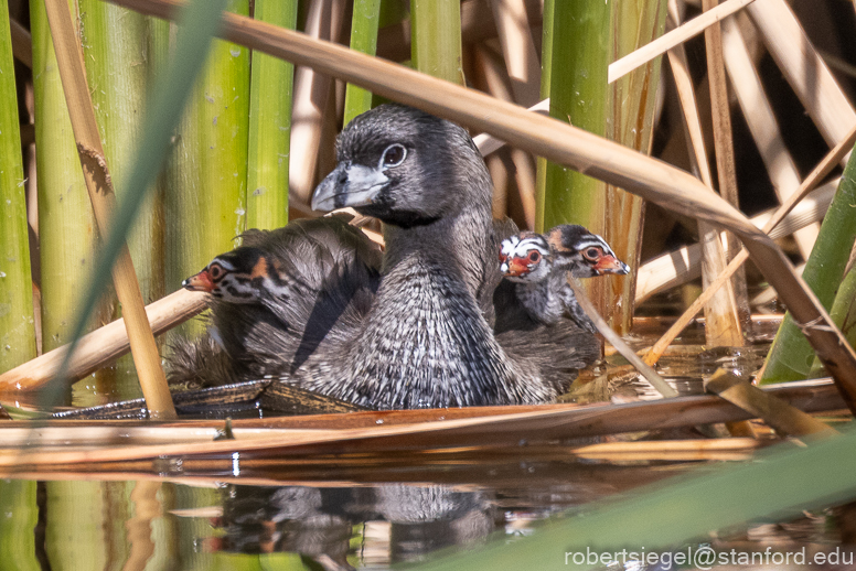 emily renzel wetlands